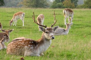 À l’écoute du brame du cerf