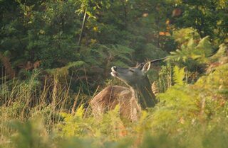 A la découverte des cervidés en forêt de Lancosme