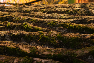 Sortie nature Empreintes d’arbres