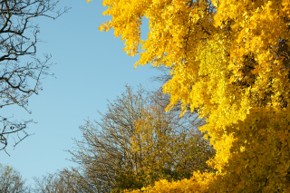 Sortie nature Goûter avec les arbres