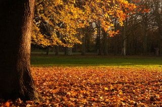 Sortie nature L’automne des feuilles