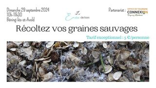 BALADE ET RECOLTE DE GRAINES