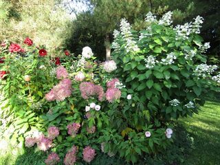 LE JARDIN DE MIREILLE JOUE LES PROLONGATIONS