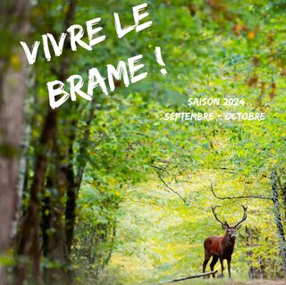 Vivre le brame du cerf