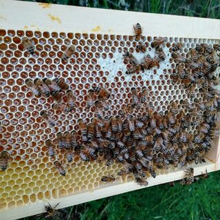 Découverte de l'apiculture et des produits de la ruche