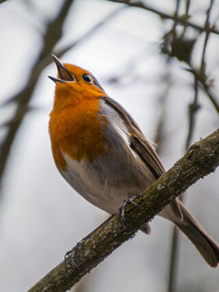 Chansons-soleil, pour un oiseau - Création - Les Modulations - GMEM